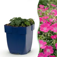 Green Boutiq - Vasteplant - Geranium sang. Max Frei - Ooievaarsbek - Bodembedekkend - Roze - 12 Planten - Pot 11cm - Hoogte 15-25cm