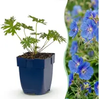 Green Boutiq - Vasteplant - Geranium Johnson's Blue - Ooievaarsbek - Bodembedekkend - Blauw - 1 Plant - Pot 11cm - Hoogte 15-25cm
