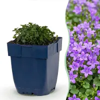 Green Boutiq - Vasteplant - Campanula portenschlagiana - Perzikbladklokje - Bodembedekkend - Roze - 6 Planten - Pot 11cm - Hoogte 15-25cm