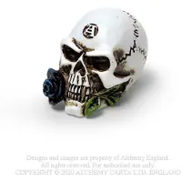 Alchemy - Alchemist Skull Beeld/figuur - Creme