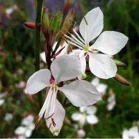 Arborix 6 x Gaura Lindheimerei 'Whirling Butterflies' - Prachtkaars pot 9x9cm