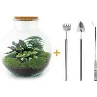 Urbanjngl Terrarium - Bolder Bob - ↑ 30 cm - Ecosysteem plant - Kamerplanten - DIY planten terrarium - Mini ecosysteem - Inclusief Hark + Schep + Pincet