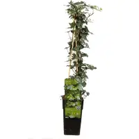 Hello Plants Hedera Helix Kleinbladige \Klimop - Klimplant - Ø 15 cm - Hoogte: 65 cm