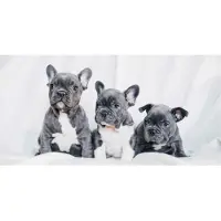 Animal Pictures French Bulldogs - Strandlaken - 70 x 140 cm - Wit
