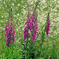 Arborix 6 x Digitalis Purpurea Excelsior Hybrids - Vingerhoedskruid pot 9x9cm