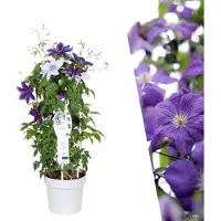 Plants by Frank | 1 Bosrank wit paars Mix | 1 x Clematis Double-Up Purple/White Mix | 23 cm Ø | 80 cm ↨ | klimplanten winterhard | klimplanten meerjarig | klimplanten tuin | Tuinplanten