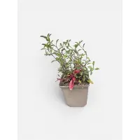 GRDplanten 6x Zeepkruid - Saponaria ocymoides | 9x9 cm pot