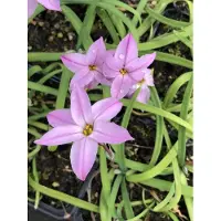 GRDplanten 6x Oude wijfjes/Voorjaarster - Ipheion uniflorum 'Charlotte Bishop' | 9x9 cm pot