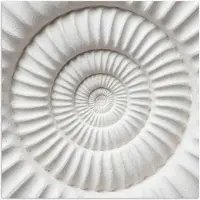 PosterMonkey Poster 75x75 cm - Schelp - Spiraal - Wit - Posters - Kamer decoratie - Wanddecoratie woonkamer - Muurdecoratie slaapkamer