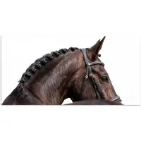 PosterMonkey Poster 80x40 cm - Portret - Paard - Elegant - Posters - Kamer decoratie - Wanddecoratie woonkamer - Muurdecoratie slaapkamer