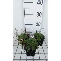 GRDplanten 6x Reigersbek - Erodium guttatum | 9x9 cm pot