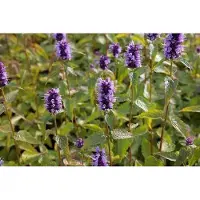 GRDplanten 6x Dropplant - Agastache hybr. 'Black Adder' | 9x9 cm pot