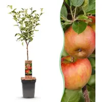 Green Boutiq - Fruitboom - Malus domestica Elstar - Appelboom - Winterhard - Rood-Groene Appel - 1 Plant - Pot 21cm - Hoogte 90cm