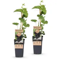 Green Boutiq - Fruitplant - Vitis vinifera Vanessa - Druivenplant - Pitarm - Blauwe Druif - 2 Planten - Pot 15cm - Hoogte 50cm