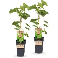 Green Boutiq - Fruitplant - Vitis vinifera Himrod - Druivenplant - Pitarm - Witte Druif - 2 Planten - Pot 15cm - Hoogte 50cm