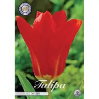 Sam van Schooten Dutch Fines Quality tulpen bollen bloembollen Tulp Fosteriana Red Emperor x 10 bollen 12+s