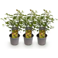 Green Boutiq - Tuinplant - Acer palmatum Little Princess - Groen - 3 Planten - Bladverliezend - Weinig Onderhoud - Pot 12cm Hoogte 35cm