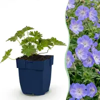 Green Boutiq - Vasteplant - Geranium 'Rozanne' - Ooievaarsbek - Bodembedekkend - Blauw - 6 Planten - Pot 11cm - Hoogte 15-25cm