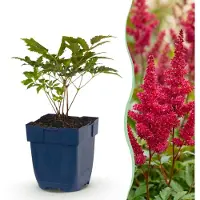 Green Boutiq - Vasteplant - Astilbe (A) Fanal - Pluimspirea - Schaduw - Rood - 3 Planten - Pot 11cm - Hoogte 15-25cm