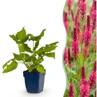 Green Boutiq - Vasteplant - Persicaria amplexicaulis - Duizendknoop - Schaduw - Rood - 1 Plant - Pot 11cm - Hoogte 15-25cm