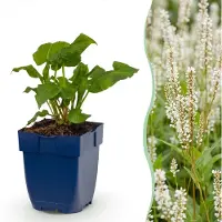 Green Boutiq - Vasteplant - Persicaria ampl. Alba - Duizendknoop - Schaduw - Wit - 24 Planten - Pot 11cm - Hoogte 15-25cm