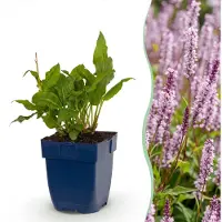 Green Boutiq - Vasteplant - Persicaria ampl. Rosea - Duizendknoop - Schaduw - Roze - 3 Planten - Pot 11cm - Hoogte 15-25cm