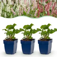 Green Boutiq - Vasteplant - Persicaria Tricolour - Duizendknoop - Schaduw - Rood - Roze - Wit - 6 Planten - Pot 11cm - Hoogte 15-25cm