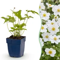 Green Boutiq - Vasteplant - Anemone hybr. Hon. Jobert - Herfst Anemoon - Schaduw - Wit - 24 Planten - Pot 11cm - Hoogte 15-25cm