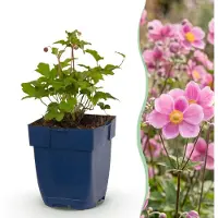 Green Boutiq - Vasteplant - Anemone hup. Splendens - Herfst Anemoon - Schaduw - Donker Roze - 1 Plant - Pot 11cm - Hoogte 15-25cm