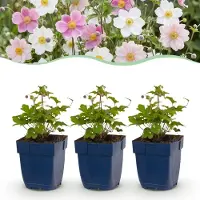 Green Boutiq - Vasteplant - Anemone Tricolour - Herfst Anemone - Schaduw - Donker Roze - Roze - Wit - 24 Planten - Pot 11cm - Hoogte 15-25cm