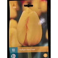 JUB - Tulipa Novi Sun