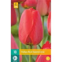 JUB 10 TULIPA RED IMPRESSION 11/12