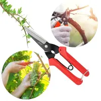 Sarcia.eu Tuinhandmatige snoeischaar, buxusschaar, voor takken, 20 cm