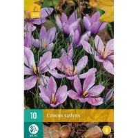 Jub holland krokus bloembollen - Crocus sativus - 10 stuks