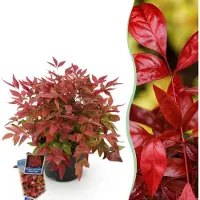 Green Boutiq - Tuinplant - Nandina Blush Pink - Donker Roze - 1 Plant - Groenblijvend - Weinig Onderhoud - Pot 17cm Hoogte 35 - 45cm