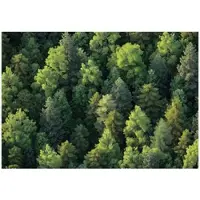 WALLARENA - Fotobehang - 350x250 cm - Fototapet van een bos met bomen, natuur voor slaapkamer en salon, vliesbehang