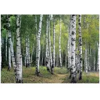 WALLARENA - Fotobehang - 350x250 cm - 3D behang met berkenbomen voor slaapkamer en salon van vliesbehang