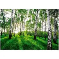 WALLARENA - Fotobehang - 350x250 cm - 3D behang met berkenbomen voor slaapkamer en woonkamer