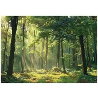 WALLARENA - Fotobehang - 400x280 cm - Fototapete van een bos met zon, geschikt voor keuken, slaapkamer en woonkamer