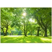 WALLARENA - Fotobehang - 150x105 cm - Fototapete van een bos met zon, bomen en natuur voor de woonkamer of slaapkamer