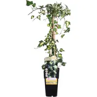 Everspring Hedera Helix Goldheart Kleinbladige Klimop - Klimplant - Ø 15 cm - Hoogte: 65 cm