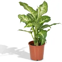 Everspring Dieffenbachia Mars Kamerplant - Ø 17 cm - Hoogte: 50 cm - Dief van Bagdad