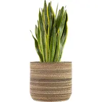 KarTent Kartonnen plantenpot Ficus