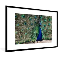 PosterMonkey Fotolijst incl. Poster - Pauwenveren - Blauw - Vogel - 90x60 cm - Posterlijst