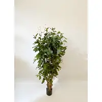 Oosterik Home Dracaena surculosa 150 cm kunstplant