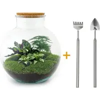 Urbanjngl Terrarium - Bolder Bob - ↑ 30 cm - Ecosysteem plant - Kamerplanten - DIY planten terrarium - Mini ecosysteem - Inclusief Hark + Schep