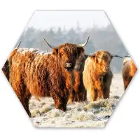 MuchoWow Hexagon wanddecoratie - Kunststof Wanddecoratie - Hexagon Schilderij - Schotse Hooglanders - Sneeuw - Bos - 75x65 cm