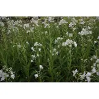 GRDplanten 6x Epilobium - Epilobium angustif. 'Album' | 9x9 cm pot