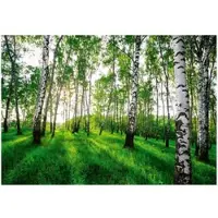 WALLARENA - Fotobehang - 150x105 cm - 3D behang met berkenbomen voor slaapkamer en woonkamer
