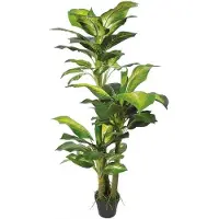Brulo Dieffenbachia 130 cm
